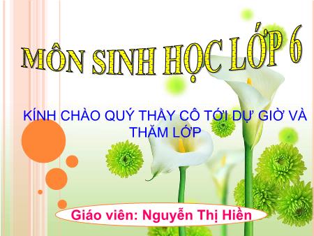 Bài giảng Sinh học Lớp 6 - Tiết 20, Bài 20: Cấu tạo trong của phiến lá - Nguyễn Thị Hiền