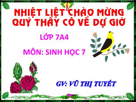 Bài giảng Sinh học Lớp 7 - Tiết 8, Bài 8: Thủy tức - Vũ Thị Tuyết
