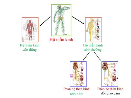 Bài giảng Sinh học Lớp 8 - Bài 48: Hệ thần kinh sinh dưỡng