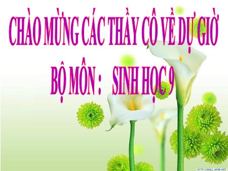 Bài giảng Sinh học Lớp 9 - Tiết 42, Bài 41: Môi trường và các nhân tố sinh thái
