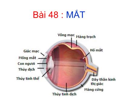 Bài giảng Vật lí Lớp 9 - Bài 48: Mắt