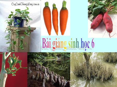 Bài giảng Sinh học Lớp 6 - Bài 12: Biến dạng của rễ - Hạp Thị Nga