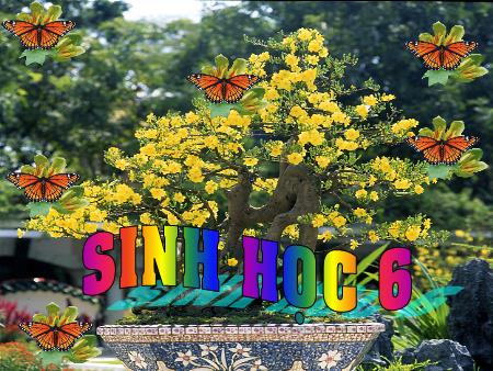 Bài giảng Sinh học Lớp 6 - Bài 19: Đặc điểm bên ngoài của lá