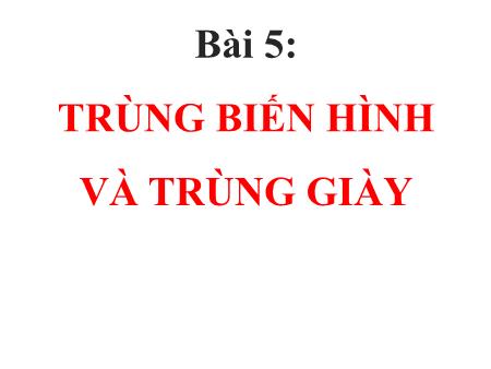 Bài giảng Sinh học Lớp 7 - Bài 5: Trùng biến hình và trùng giày